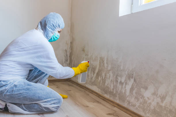 Licensed Attic Mold Remediation service in Mesa, AZ - Car Mold Remediation