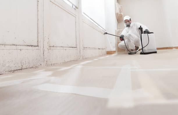 24/7 Emergency Attic Mold Remediation experts in Mesa, AZ