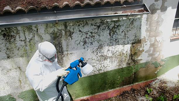 Top rated local Attic Mold Remediation specialists in Mesa, AZ